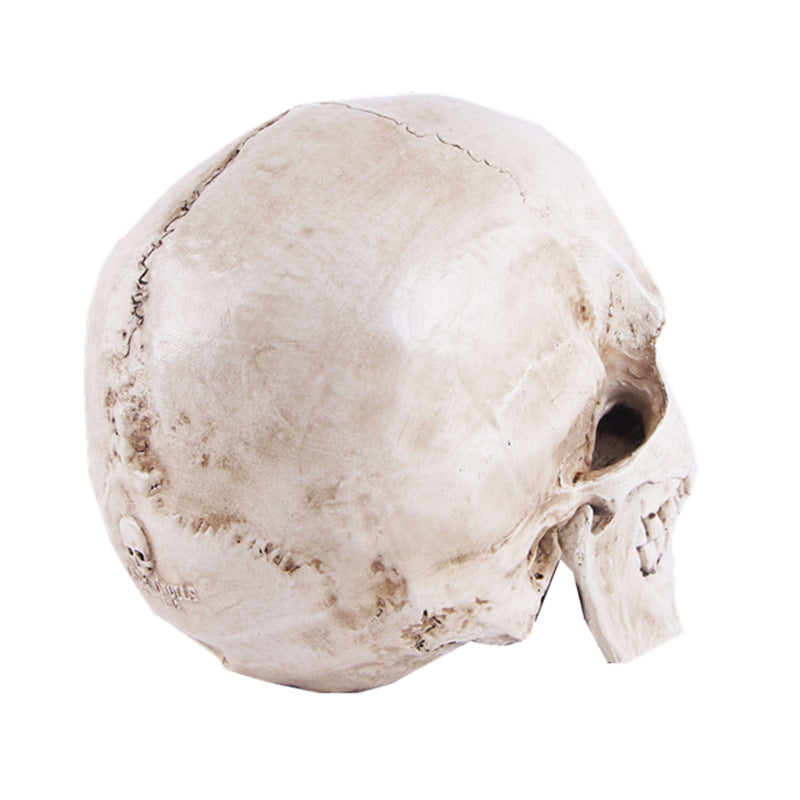 White Resin Human Skull Model