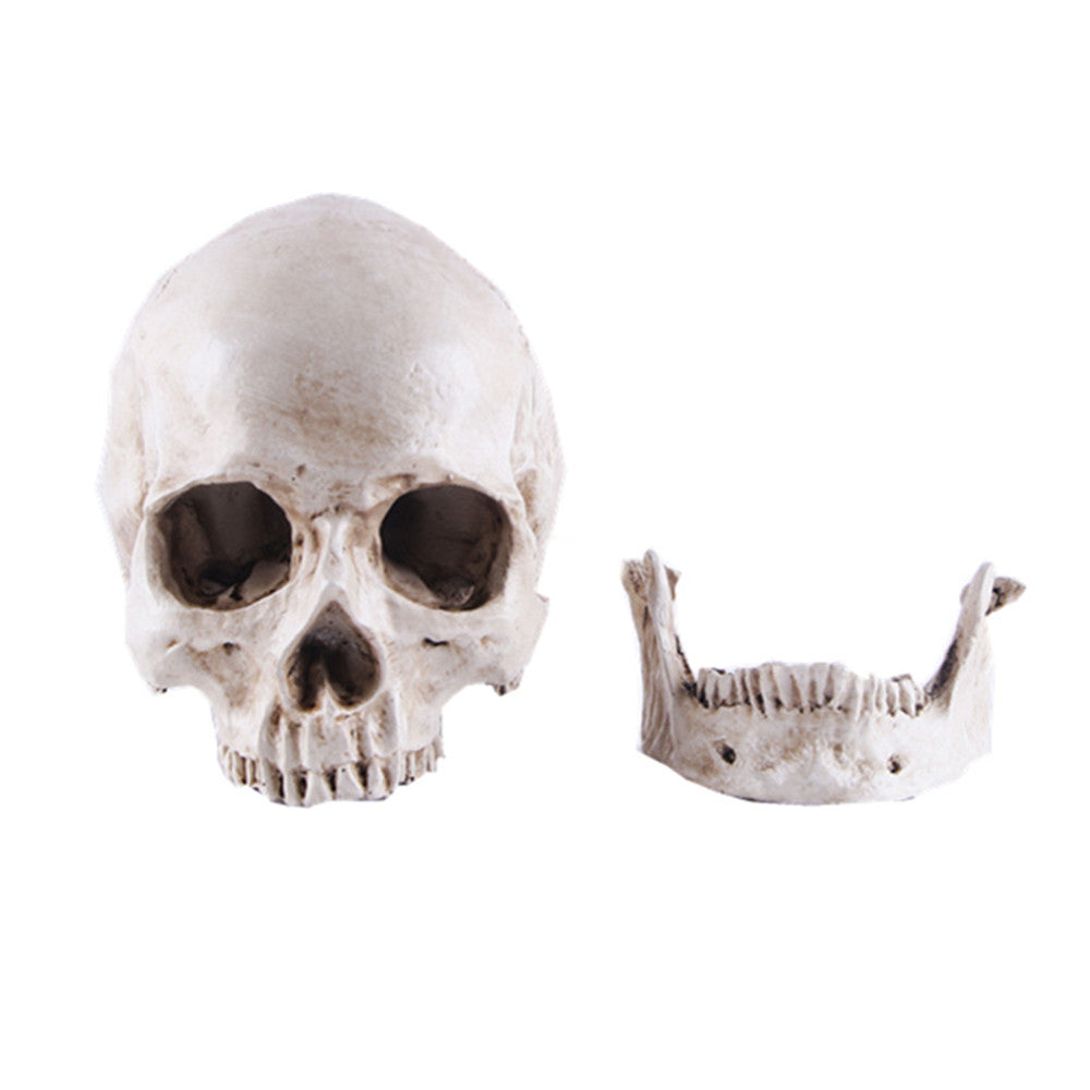 White Resin Human Skull Model