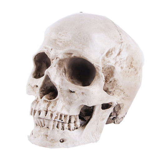 White Resin Human Skull Model