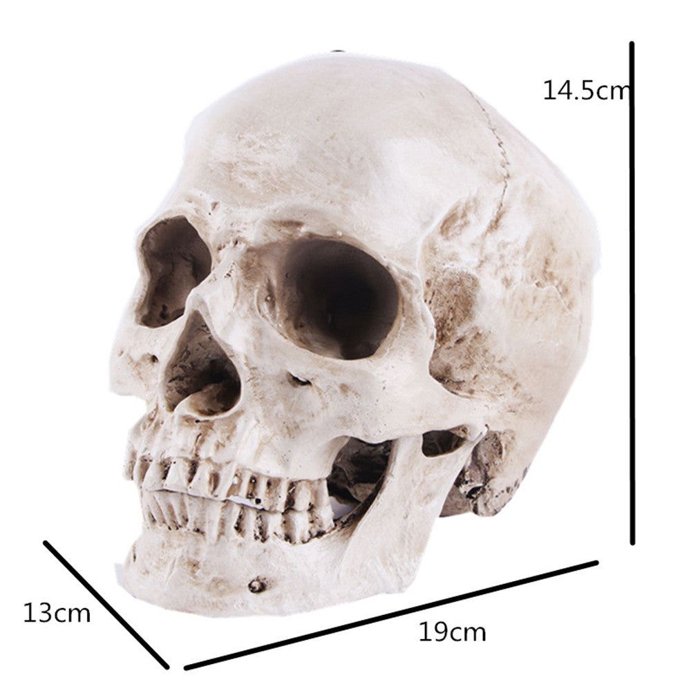 White Resin Human Skull Model