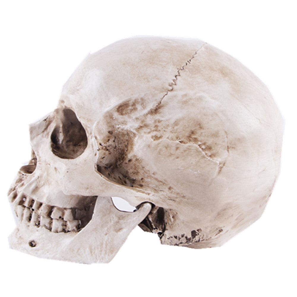 White Resin Human Skull Model